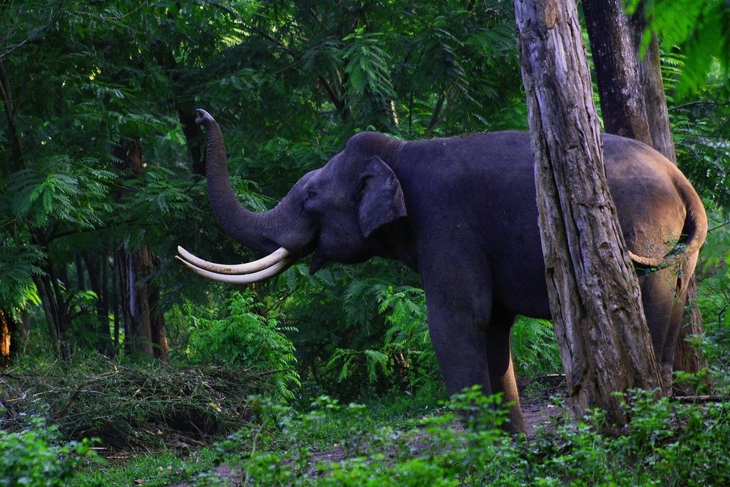 150+ Villagers Patrol Uttar Pradesh's Forests to Protect the Elephants